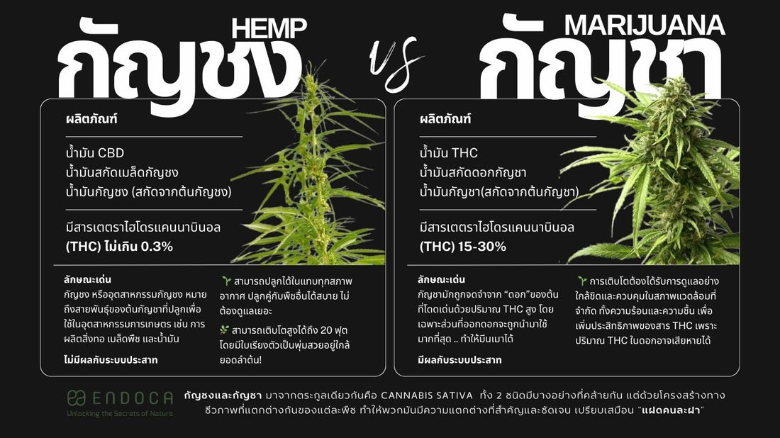 Hemp vs. Marijuana : Understanding the Difference