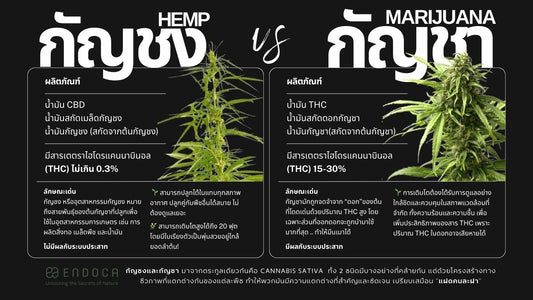 Hemp vs. Marijuana : Understanding the Difference