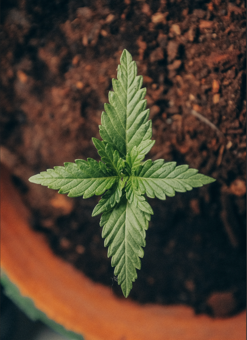 “Hemp” the benefits more than just “extracted oil”